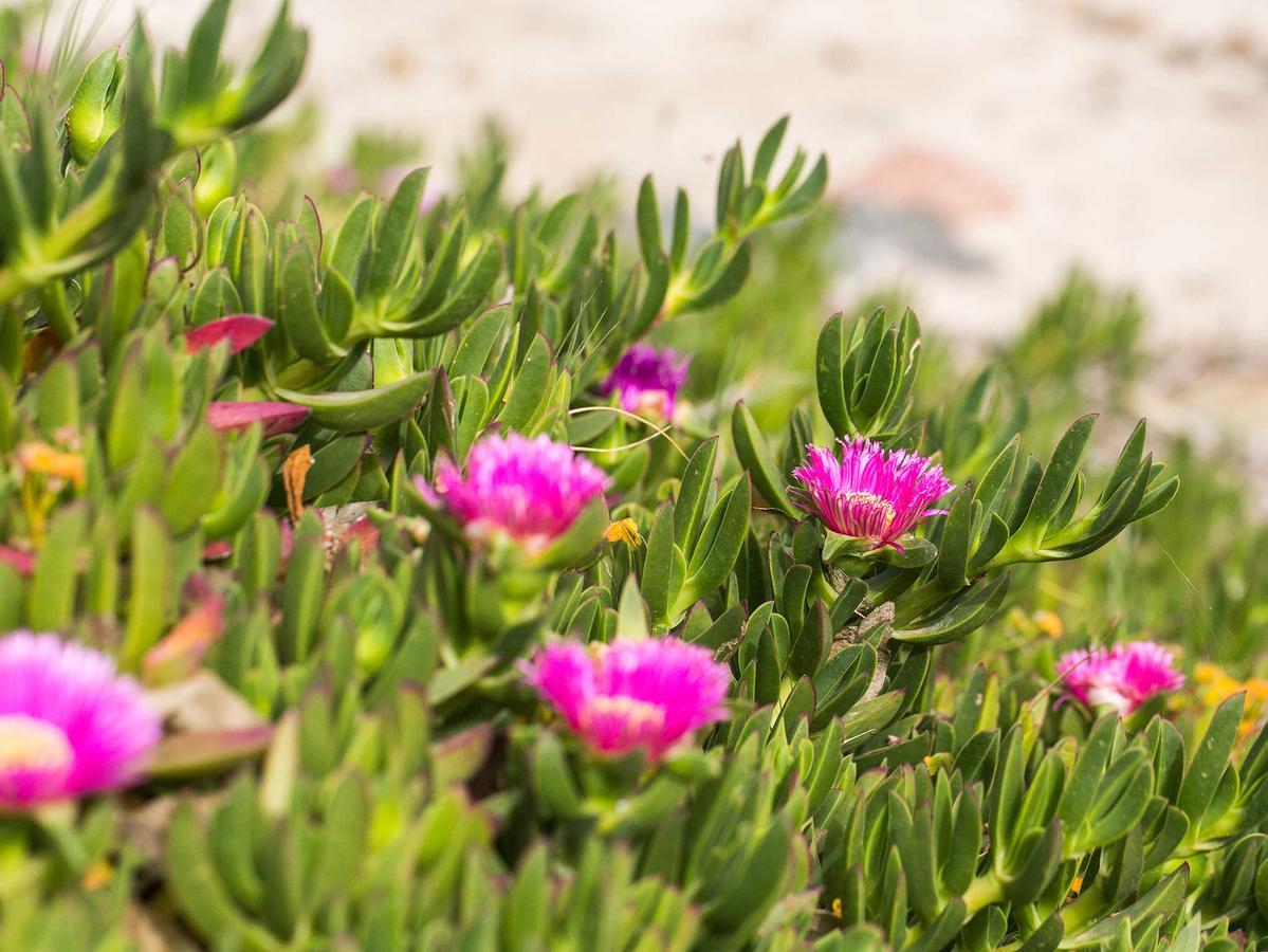 פולה Camping Cala D'Ostia מראה חיצוני תמונה